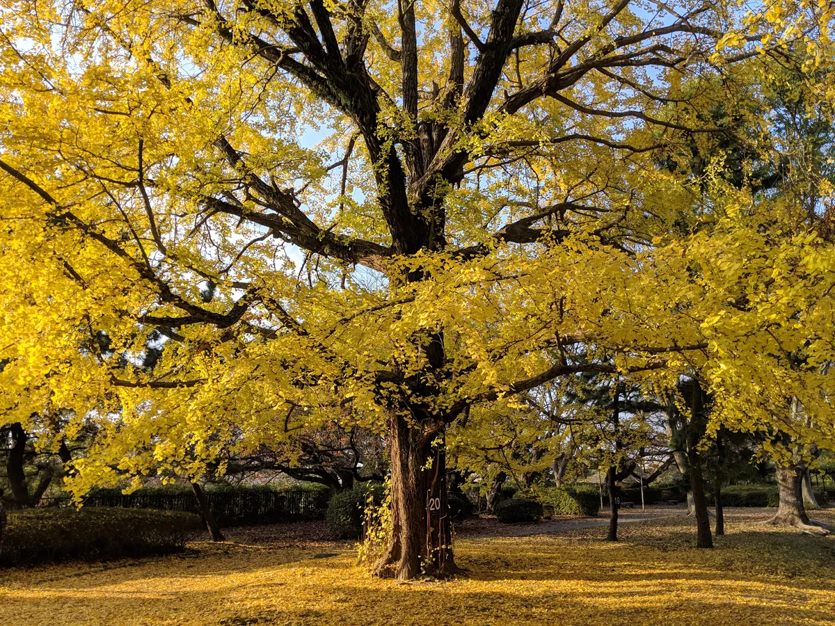 日本 COLOR SCHEMES